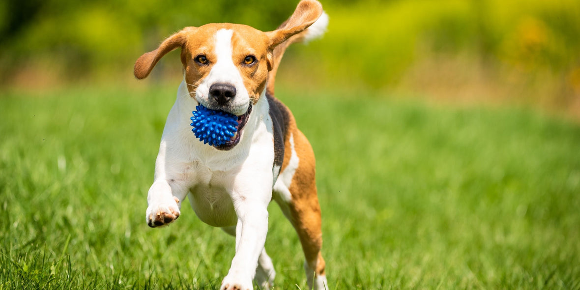 beagle running through a field playing fetch with a ball