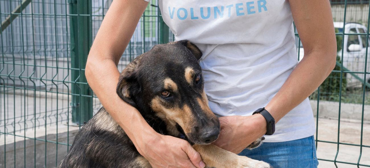 National Rescue Dog Day: Tips & Treats to Support Shelter Dogs