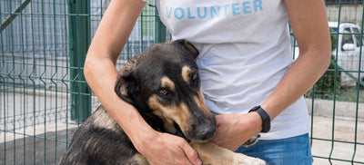 National Rescue Dog Day: Tips & Treats to Support Shelter Dogs
