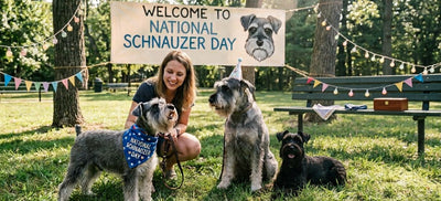 National Schnauzer Day: Premium Supplies, Grooming & Supplements