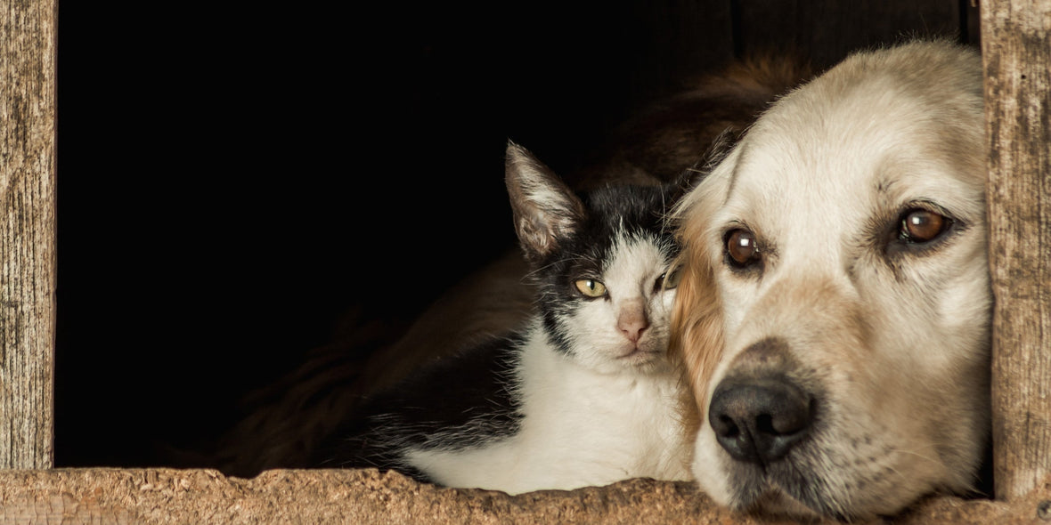 Cat & dog lying cheek-to-cheek