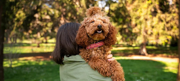 National Spoodle Day: Celebrating the Lovable Cocker Spaniel-Poodle Mix