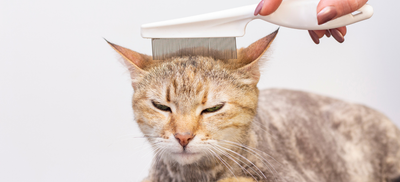 cat getting its fleas combed out by a woman