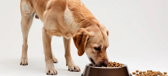 a labrador retriever eating food from a bowl
