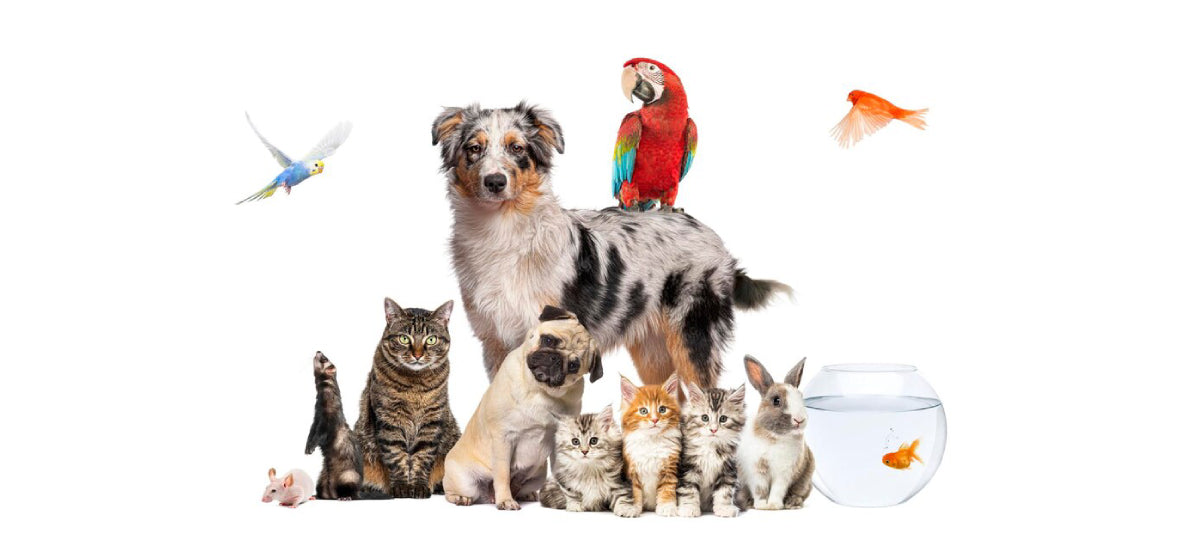National Pet Month: A Guide to Spoiling Your Adorable Companions