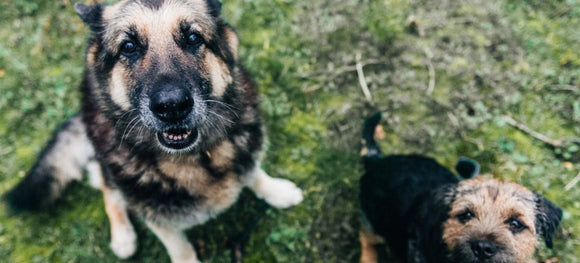 Mayday for Mutts: Why This May Belongs to Mixed-Breed Dogs