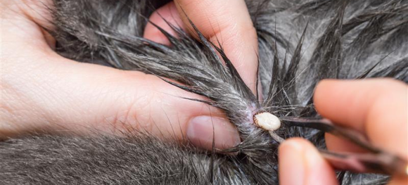Step-by-Step Guide: How to Remove a Tick from a Cat Safely