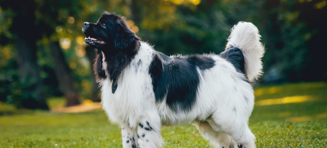 Newfoundland dog playing in the park