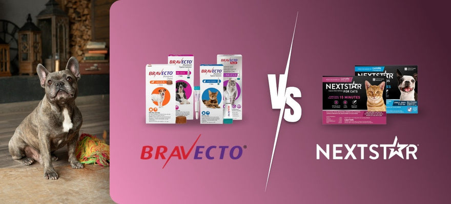 Bravecto vs NextStar: Which Flea & Tick Treatment Is Right for Your Pet?