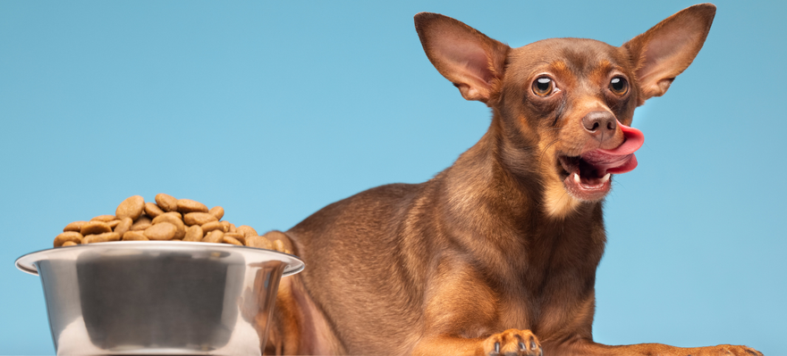 dog licking its lips with a bowl of dog food lying on the side