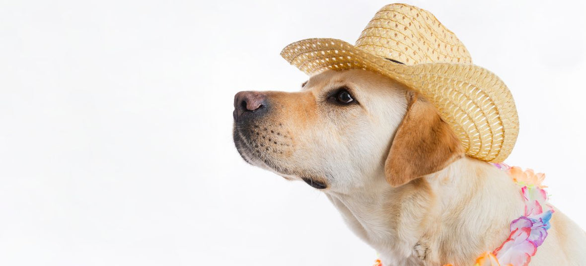 Pet-Friendly Cinco de Mayo: Creative Ways to Celebrate with Your Furry Friend