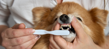 dog getting its teeth brushed