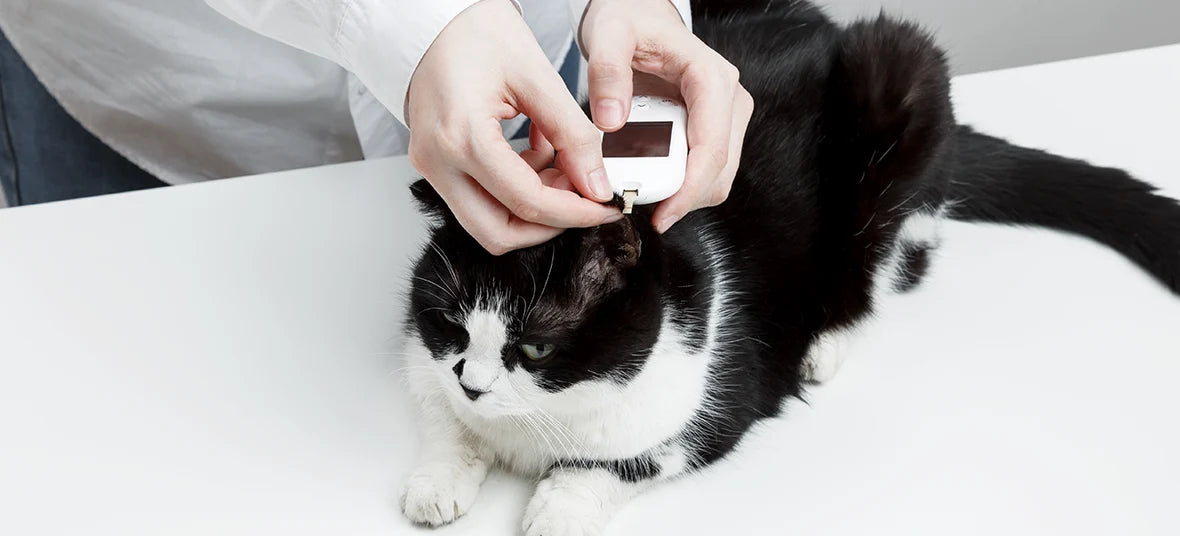 Pet Diabetes Month