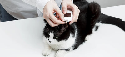 Pet Diabetes Month