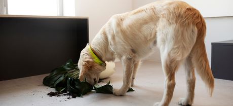 do eating dirt from an indoor potted plant.