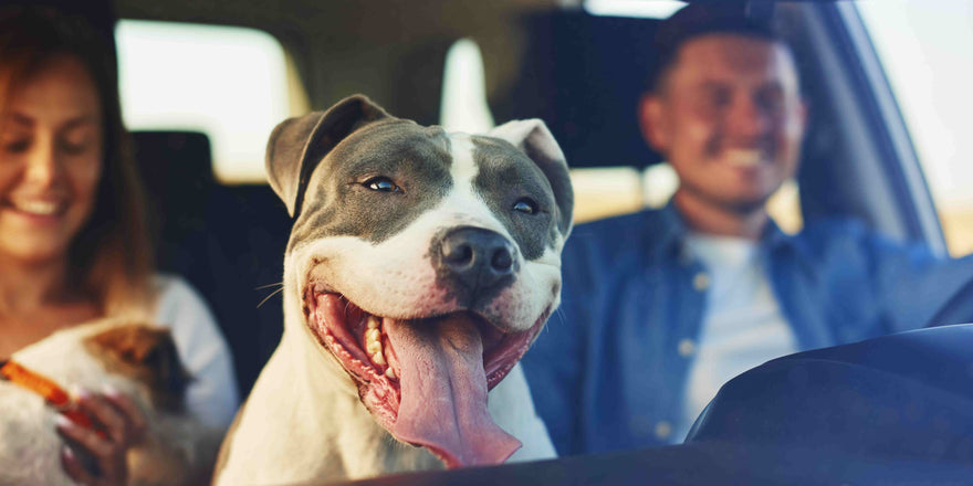 Pet Travel Safety Tips for a Calm 4th of July