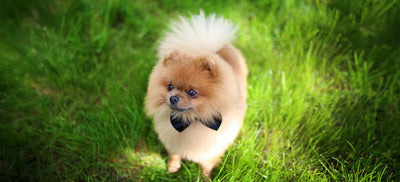 Pomeranian Dog Breed: Size, Temperament & Care Guide