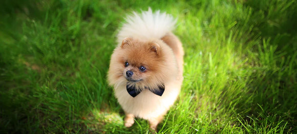 Pomeranian Dog Breed: Size, Temperament & Care Guide