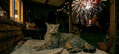 Reduce Cat Anxiety This 4th of July: Cat Calming Tips