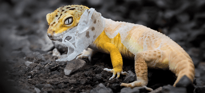 Reptile Shedding: A Complete Guide to Healthy Shedding, Common Problems & Expert Care Tips