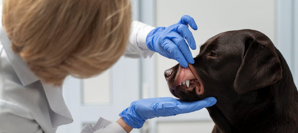 Vet-Recommended Prescription Medications for Senior Dogs