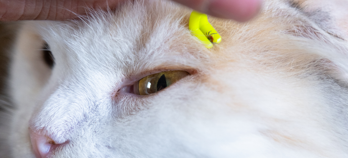 a human hand removing tick from a cat