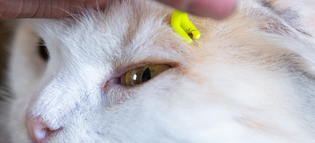 a human hand removing tick from a cat