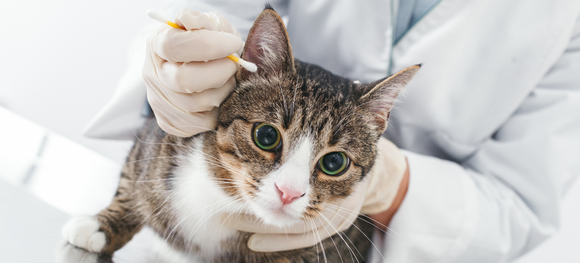 a cat getting its ears cleaned by the vet