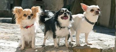 Small Dog Breeds: 30 Popular Picks and What Every Owner Should Know