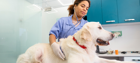 dog getting checked by a vet