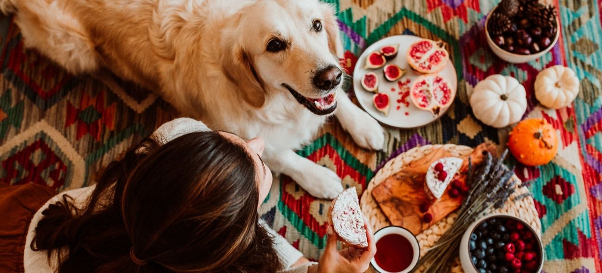 golden retriever enjoying thanksgiving meal with owner