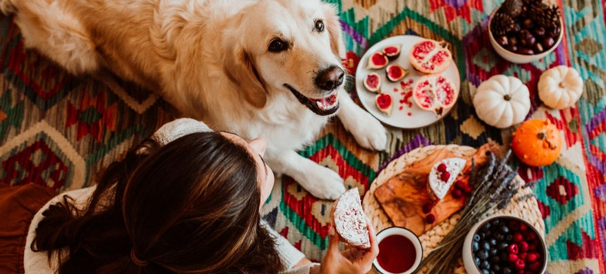 golden retriever enjoying thanksgiving meal with owner