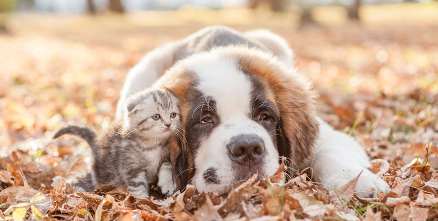 The Ultimate Guide to Flea, Tick & Heartworm Prevention for Pets