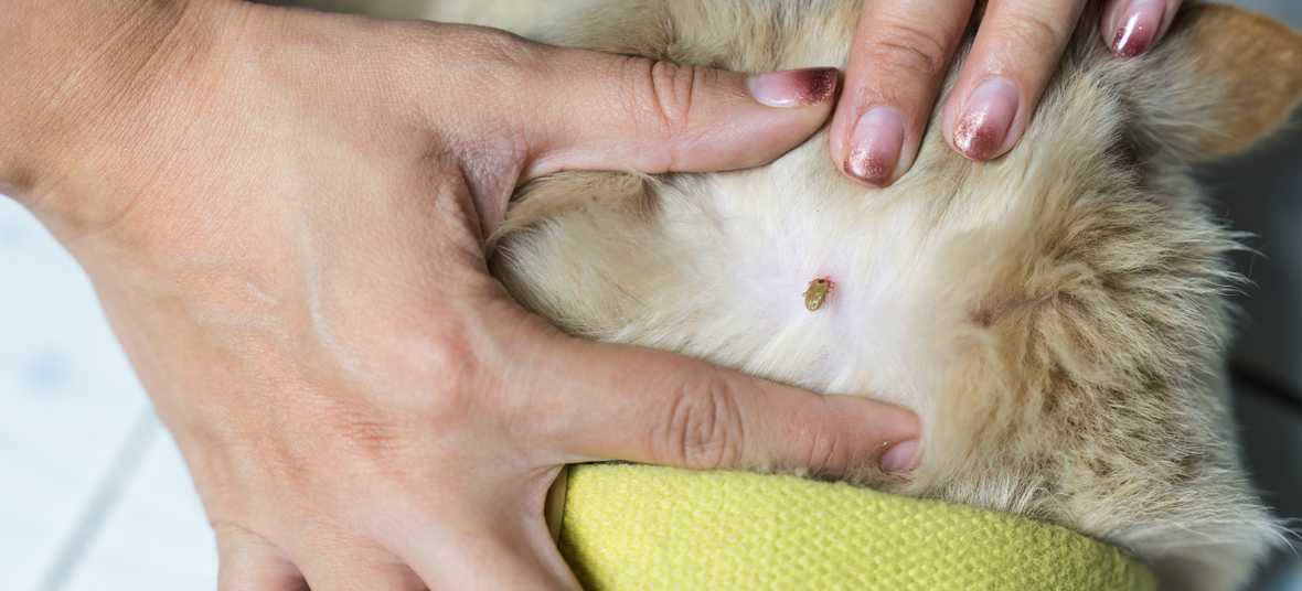 a woman picking a blood-sucking tick out of her dog's skin