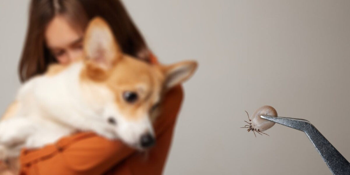 The Hidden Impact of Fleas and Ticks on Pet Joint Health