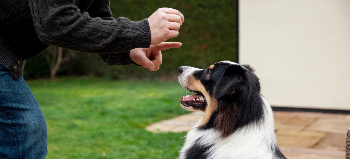 Top 6 Dog Treats and Chews for Healthier Teeth, and Everyday Joy