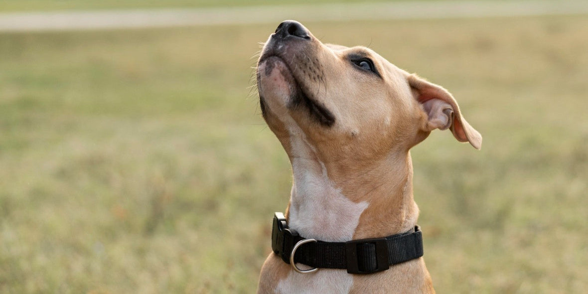 Top 5 Best Dog Flea & Tick Collars in the USA: Keep Your Dog Safe & Comfortable