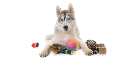 Top 5 Best Dog Toys and Accessories for 2026