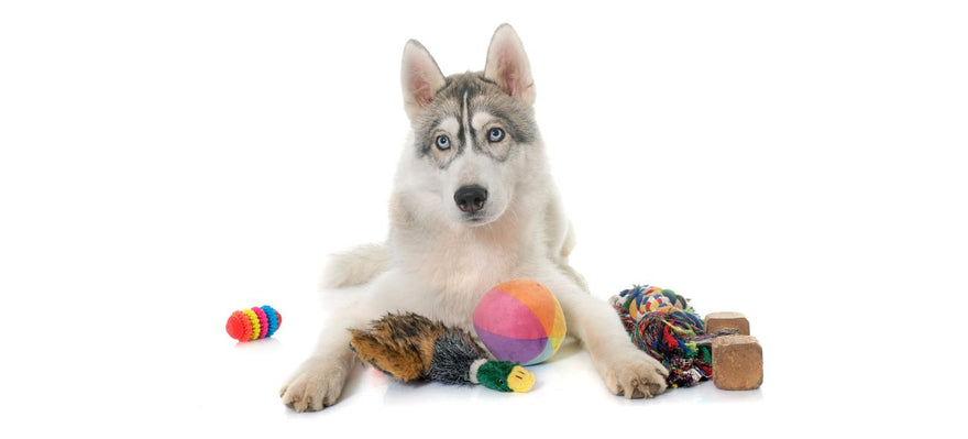 Top 5 Best Dog Toys and Accessories for 2026