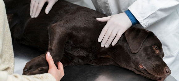 Top 5 Dog Arthritis Medicines for Pain Relief & Improved Mobility
