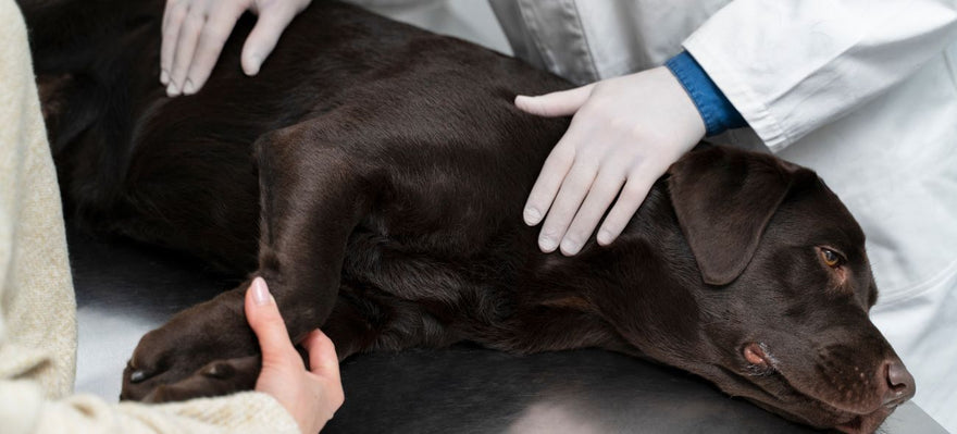 Top 5 Dog Arthritis Medicines for Pain Relief & Improved Mobility