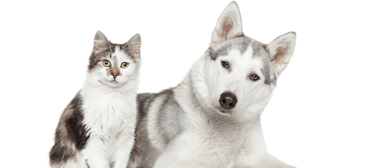 Top 5 Flea & Tick Medications for Dogs & Cats (Prescription Required)