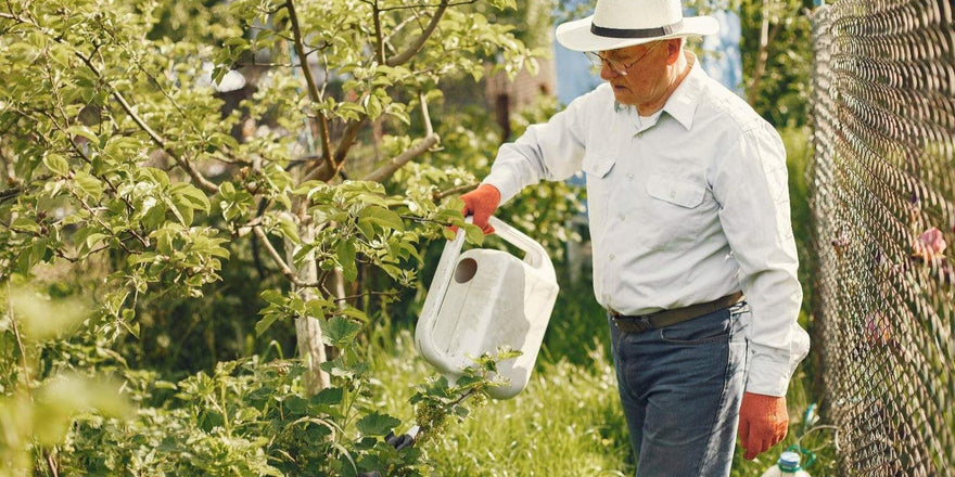 Top 5 Tick and Flea Home and Yard Treatment: Every Dog Owner Should Know