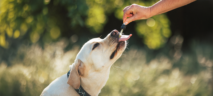 Top 6 Dog Vitamins and Supplements: Protecting Your Pet’s Health Naturally