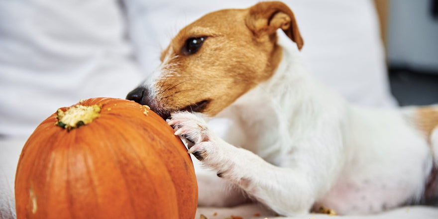 dog gnawing at a pumpkin