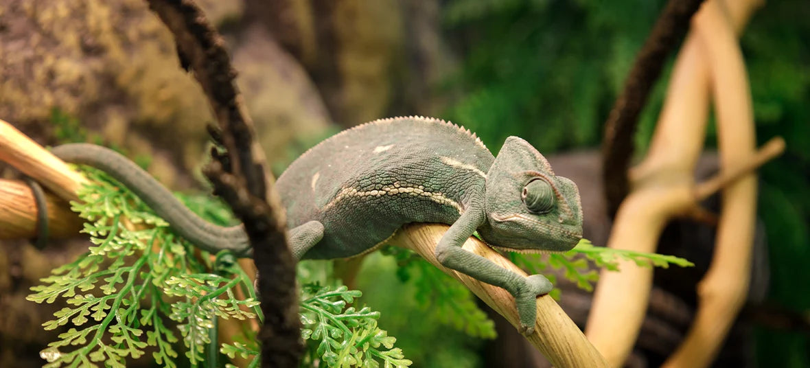 10 Best Ultraviolet Lights for Reptiles