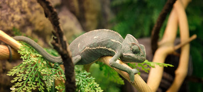 10 Best Ultraviolet Lights for Reptiles