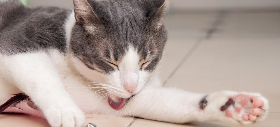 Understanding Hairballs: Hairball Awareness Day Guide for Cat Owners