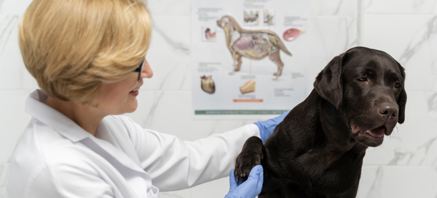 Understanding Osteoarthritis in Dogs: A Complete Guide for Pet Parents