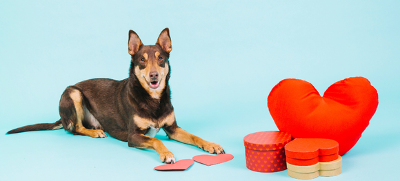 dog sitting with Valrntine's Day themed gifts